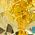 Color Swatch - Yellow
