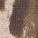Color Swatch - Leopard