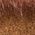 Color Swatch - Brown