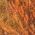 Color Swatch - Orange