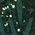 Color Swatch - Green