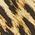 Color Swatch - Animal