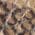 Color Swatch - Animal