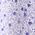 Color Swatch - Blue Floral
