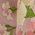 Color Swatch - Floral