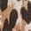 Color Swatch - Sand Multi