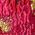 Color Swatch - Black Pink Multi