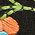 Color Swatch - Floral