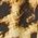 Color Swatch - Animal