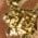 Color Swatch - Gold