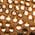 Color Swatch - Brown