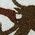 Color Swatch - Medium Brown