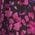 Color Swatch - Floral