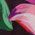 Color Swatch - Floral
