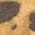 Color Swatch - Leopard