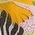 Color Swatch - Yellow