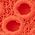 Color Swatch - Orange