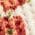 Color Swatch - Floral