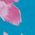 Color Swatch - Floral