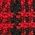 Color Swatch - Red