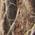 Color Swatch - Ocelot