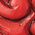 Color Swatch - Red