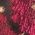 Color Swatch - Floral