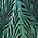 Color Swatch - Green