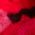 Color Swatch - Red