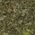 Color Swatch - Green