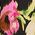 Color Swatch - Floral