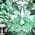 Color Swatch - Green