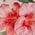 Color Swatch - Floral