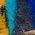 Color Swatch - Blue