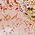 Color Swatch - Floral