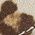 Color Swatch - Light Sand