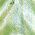 Color Swatch - Green