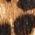 Color Swatch - Animal