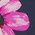 Color Swatch - Floral