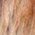 Color Swatch - Brown