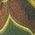 Color Swatch - Green Floral