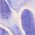 Color Swatch - Blue