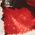Color Swatch - Multi