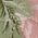 Color Swatch - Green
