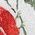 Color Swatch - Red