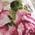 Color Swatch - Pink