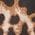 Color Swatch - Brown/Black Animal