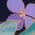 Color Swatch - Floral