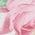 Color Swatch - Ivory