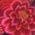 Color Swatch - Floral